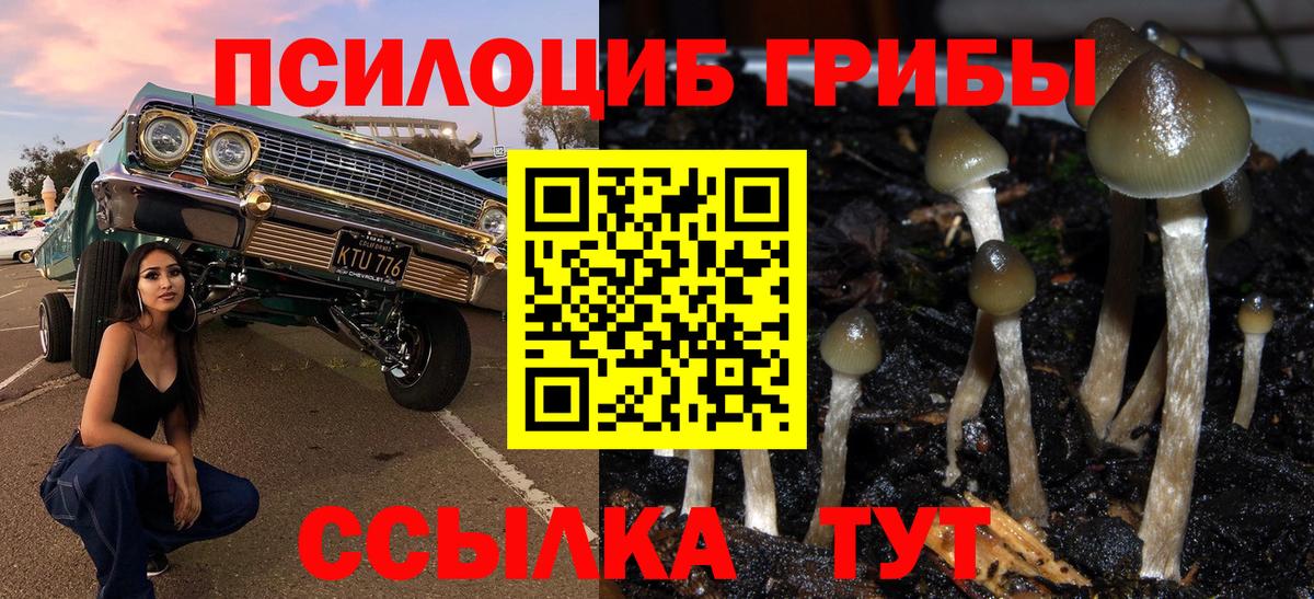 Псилоцибиновые грибы Psilocybe Алушта
